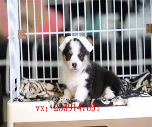 合肥哪里卖的柯基价格便宜 合肥双色柯基怎么卖的 合肥哪里卖的柯基健康