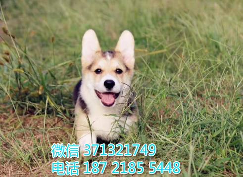 柯基出售纯种幼犬，小型犬柯基 武汉犬舍直销柯基