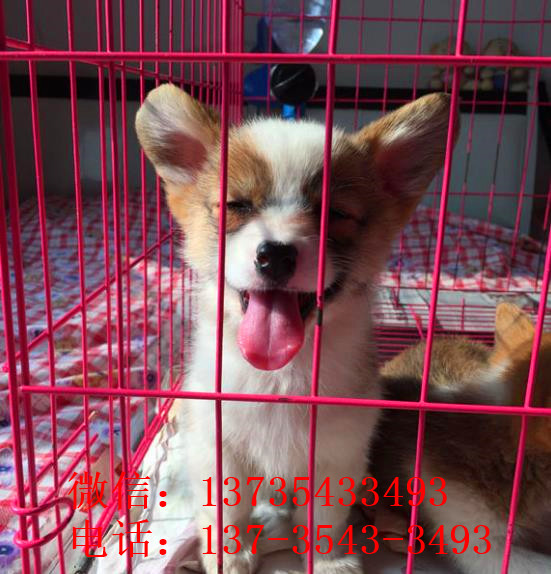 合肥宠物狗狗出售威尔士柯基犬小短腿狗狗领养