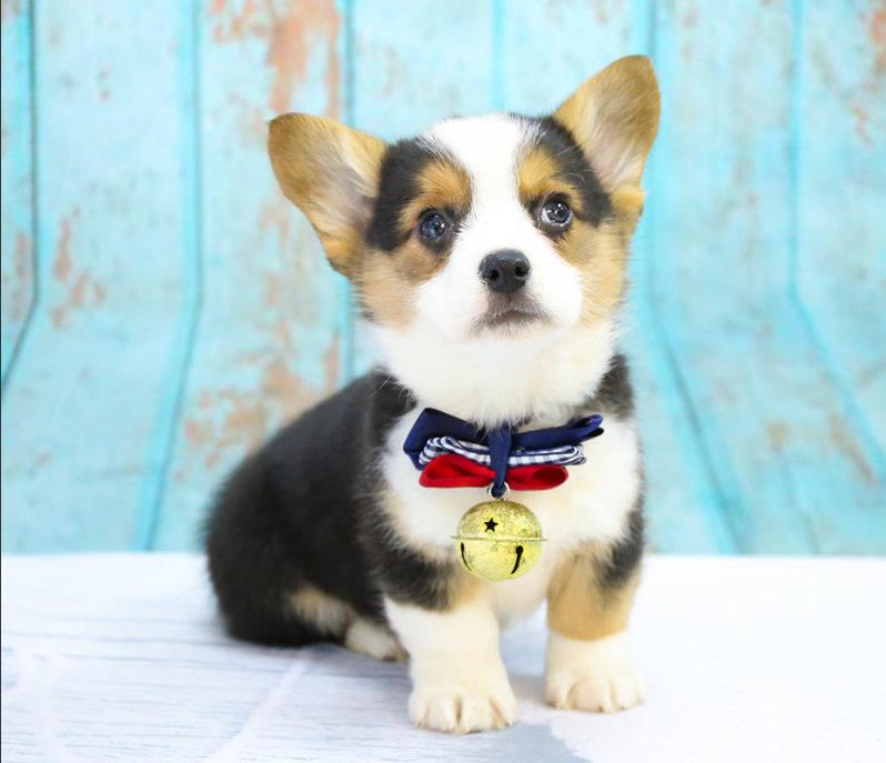 福州狗场出售纯种柯基犬哪里有卖 狗市场在哪