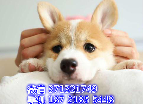 柯基出售纯种 福州犬舍 福州哪里有柯基犬出售