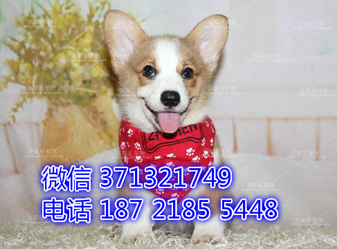 深圳狗场 柯基犬出售纯种 深圳特价宠物狗狗专