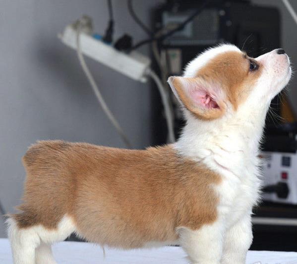 上海宠物狗狗犬舍出售纯种柯基幼犬 哪里有柯