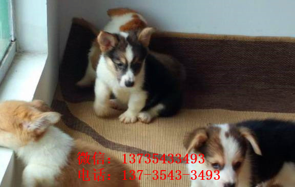 哈尔滨宠物狗狗犬舍出售纯种柯基幼犬 哪里有柯基狗狗领养