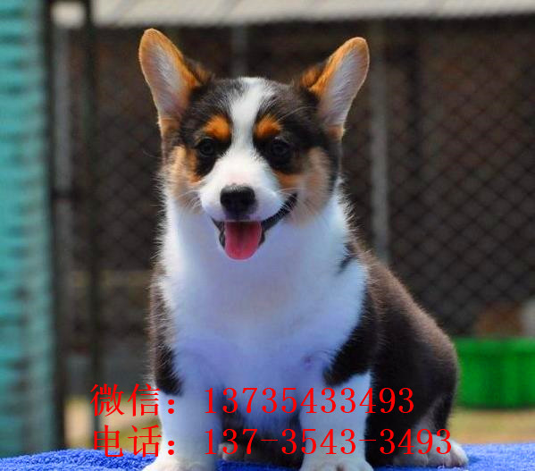 上海宠物狗狗犬舍出售纯种柯基幼犬 哪里有柯基狗狗领养