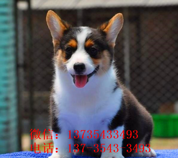 合肥宠物狗狗出售威尔士柯基犬小短腿狗狗领养