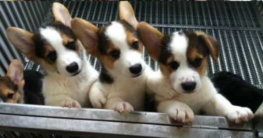 北京宠物狗狗出售纯种柯基犬威尔士柯基犬小短