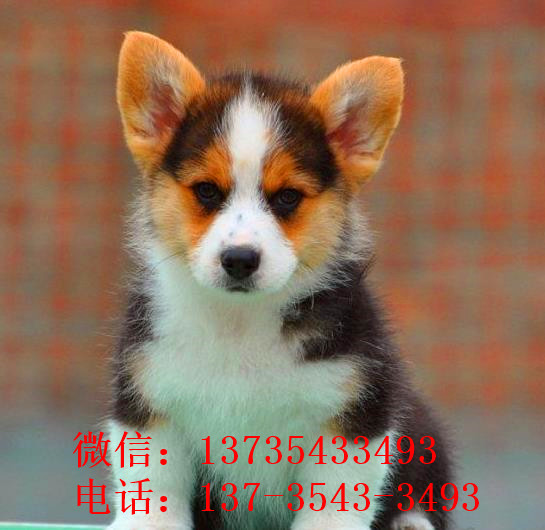 哈尔滨宠物狗狗犬舍出售纯种柯基幼犬 哪里有柯基狗狗领养