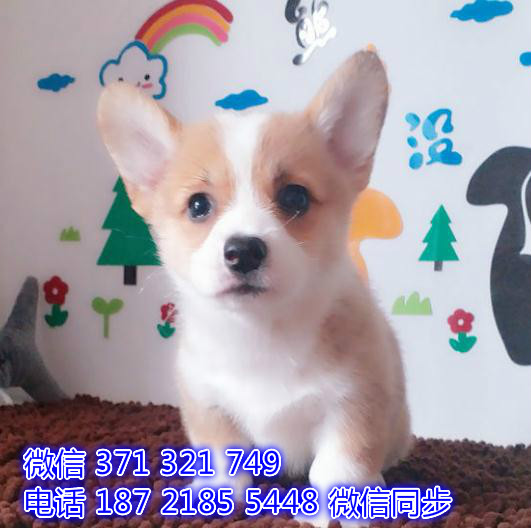 武汉 专业繁殖 柯基犬狗狗纯种幼犬 武汉宠物