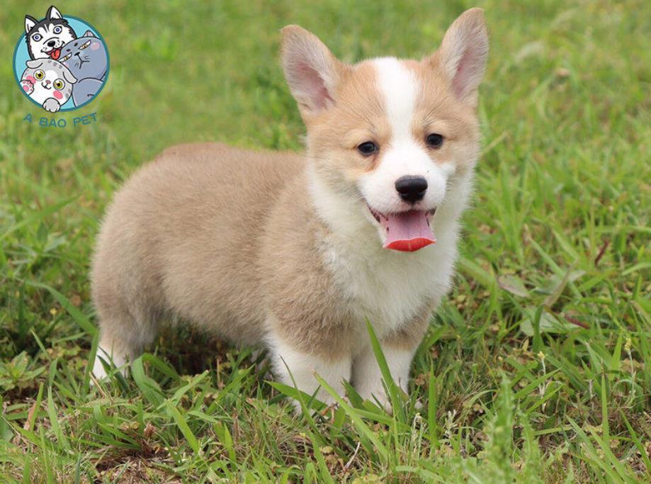 重庆狗场出售纯种柯基犬哪里有卖 狗市场在哪