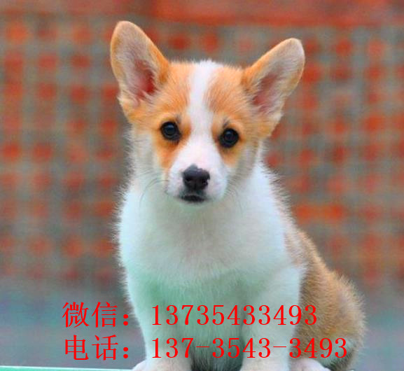 合肥宠物狗狗出售威尔士柯基犬小短腿狗狗领养