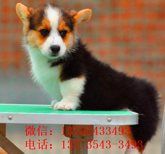 长沙犬舍出售柯基犬宠物狗市场在哪 哪有买狗