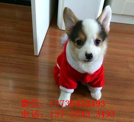 上海宠物狗狗犬舍出售纯种柯基幼犬 哪里有柯基狗狗领养