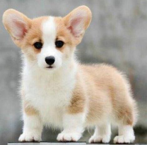 长沙犬舍出售纯种柯基犬 宠物狗网站信息卖狗