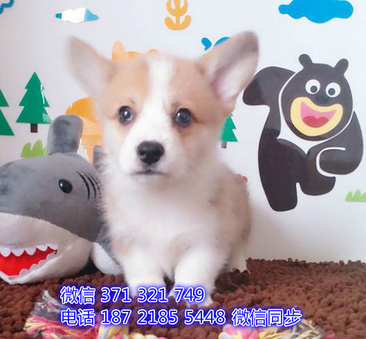 福州特价 柯基犬出售纯种幼犬 福州宠物狗狗犬