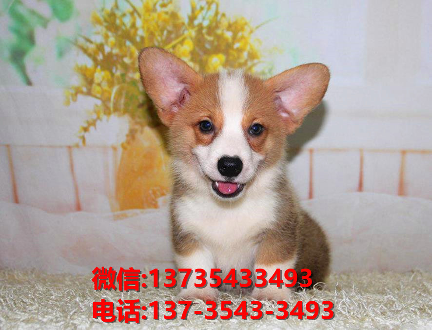 重庆犬舍出售纯种柯基犬 宠物狗网站信息卖狗买狗