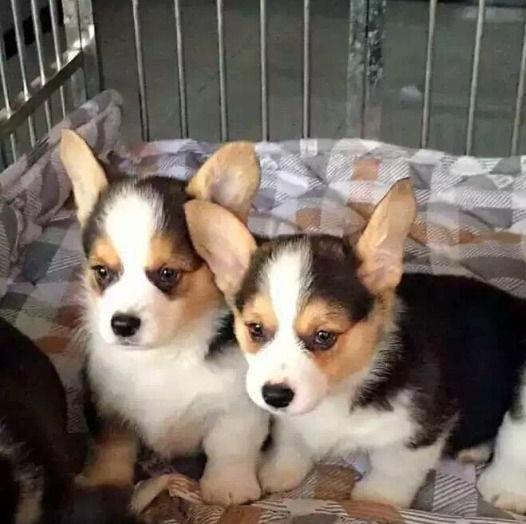 内蒙古宠物狗狗出售纯种柯基犬威尔士柯基犬小