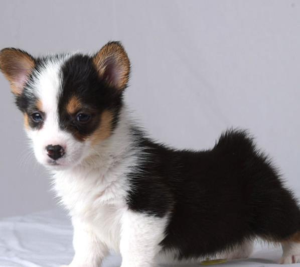 福州宠物狗狗出售纯种柯基犬威尔士柯基犬小短