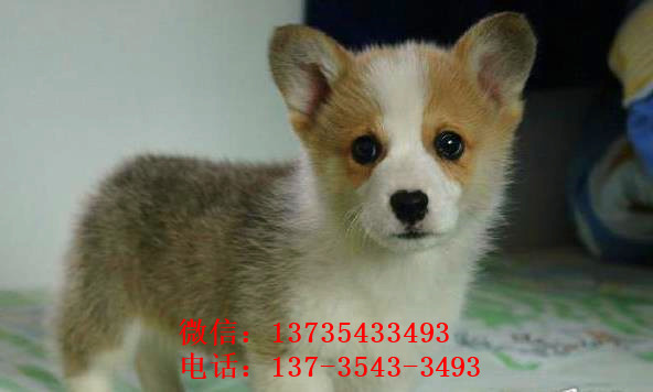 成都宠物狗狗出售威尔士柯基犬小短腿狗狗领养