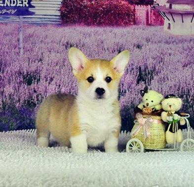 怀化犬舍出售纯种柯基犬 宠物狗市场在哪有卖