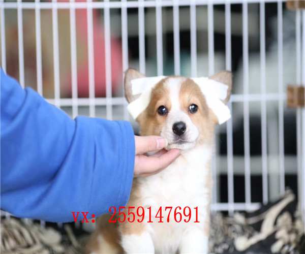 合肥哪里卖的柯基价格便宜 合肥双色柯基怎么卖的 合肥哪里卖的柯基健康