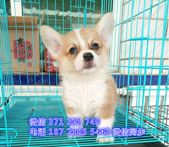 重庆宠物 法柯基犬纯种幼犬出售 重庆犬舍狗场