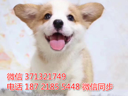 北京狗狗 出售 柯基犬纯种幼犬 北京犬舍宠物