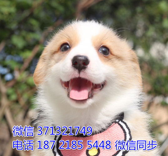 重庆特价 柯基出售纯种幼犬 大型犬哈士奇雪橇犬