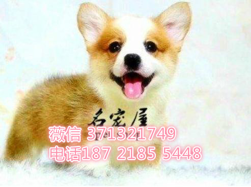 哈尔滨宠物 柯基犬出售纯种幼犬 哈尔滨狗场在哪里