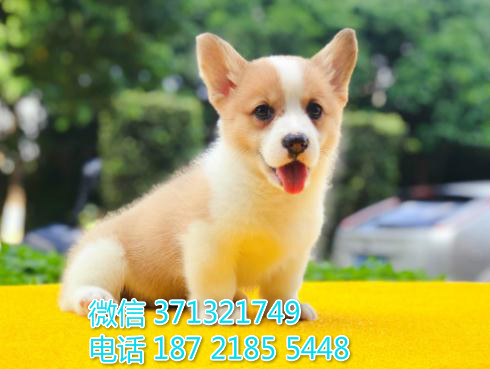 合肥狗狗 柯基出售纯种 合肥犬舍 全国发货