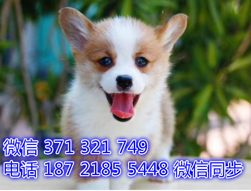 合肥全国发货 犬舍繁殖 柯基犬出售纯种幼犬 