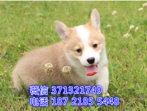 上海狗狗 出售短腿柯基犬幼犬 上海特价宠物 特价犬舍