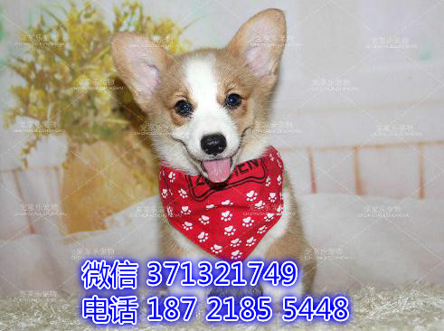 深圳宠物 柯基犬出售纯种幼犬 深圳宠物狗犬舍