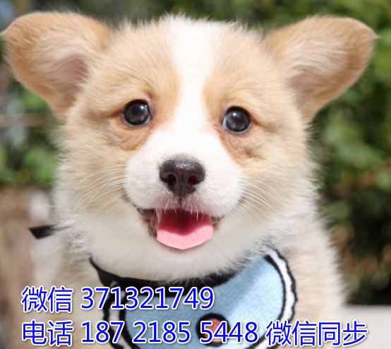 武汉精品 柯基犬出售纯种幼犬 武汉犬舍在哪里