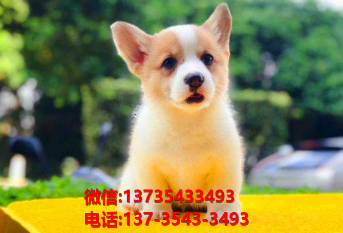 长沙狗场出售纯种柯基犬 犬舍双色威尔士柯基犬小短腿买狗卖狗