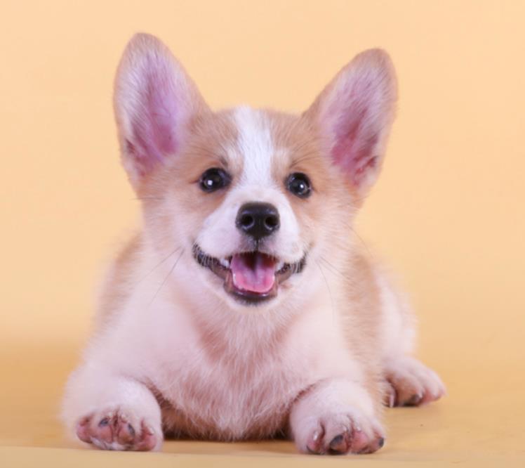 上海狗场出售纯种柯基犬 犬舍双色威尔士柯基