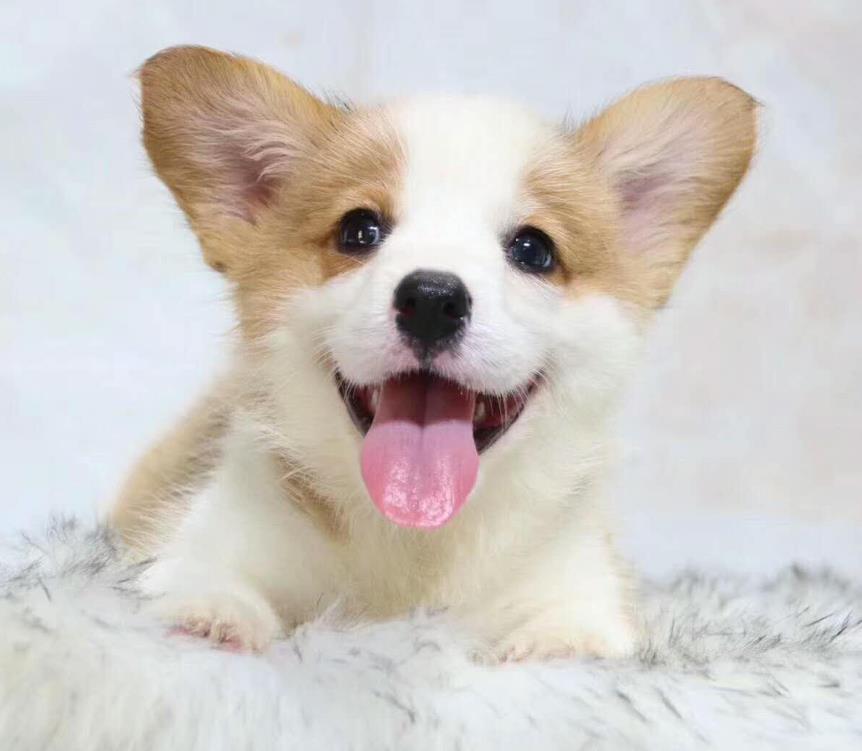 纯种柯基犬出售 武汉宠物狗犬舍领养宠物狗狗