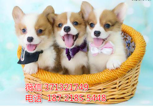 成都宠物 柯基犬纯种幼犬 狗场繁殖 成都犬舍