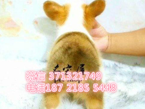 哈尔滨宠物 柯基犬出售纯种幼犬 哈尔滨狗场在哪里