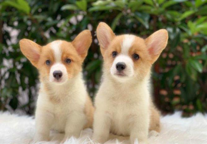 深圳狗场出售纯种柯基犬 犬舍双色威尔士柯基