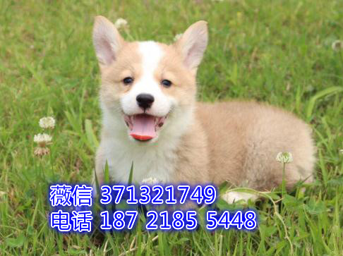 上海狗狗 出售短腿柯基犬幼犬 上海特价宠物 