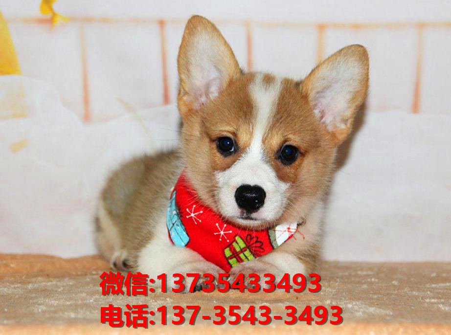 上海宠物狗犬舍出售纯种柯基犬 威尔士柯基犬小短腿哪里有卖