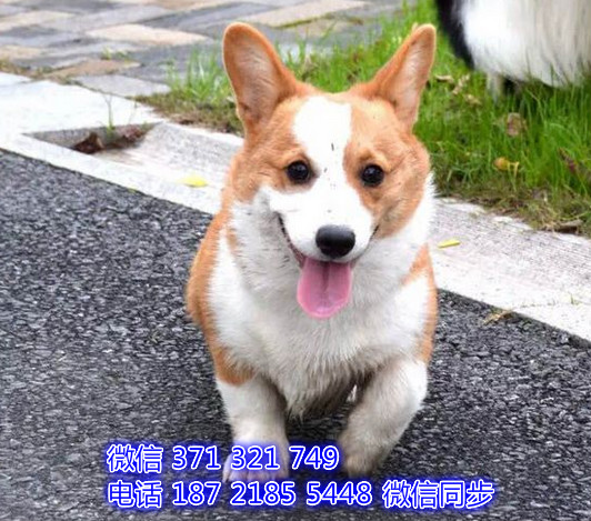 重庆宠物 法柯基犬纯种幼犬出售 重庆犬舍狗场