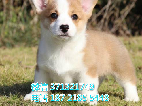 全国发货柯基犬纯种幼犬威尔士柯基犬幼犬特价宠物狗导