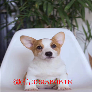 哈尔滨柯基犬出售  双色柯基犬价格多少钱  三色柯基犬出售