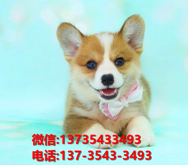 正宗威尔士柯基犬出售福州犬舍宠物狗市场在哪里卖狗哪有狗狗领养