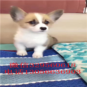 沈阳出售纯种《柯基犬》《双色三色柯基犬》包健康