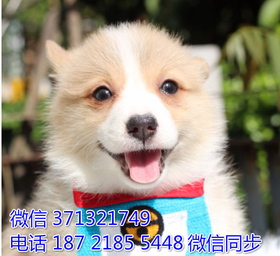 重庆特价 柯基出售纯种幼犬 大型犬哈士奇雪橇