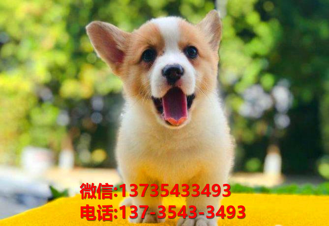 长沙狗场出售纯种柯基犬 犬舍双色威尔士柯基犬小短腿买狗卖狗