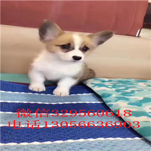 沈阳出售纯种《柯基犬》《双色三色柯基犬》包健康